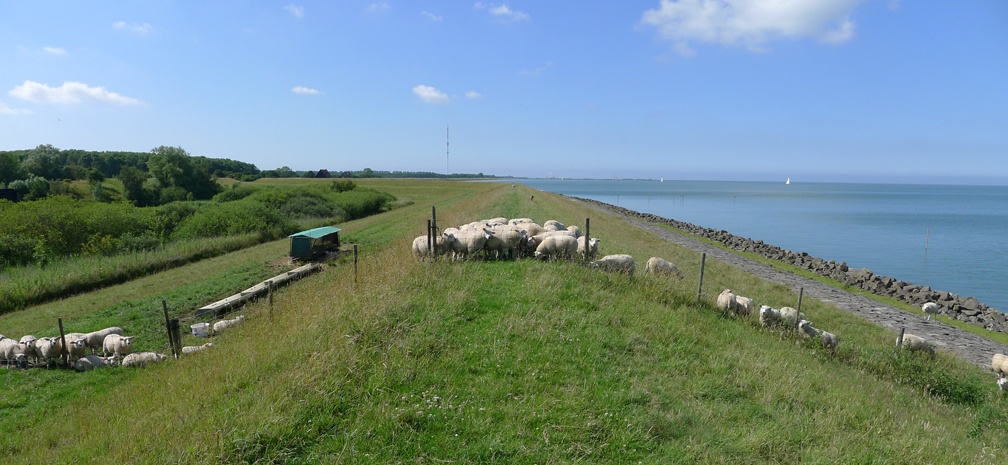 Ringdijk juni 2011